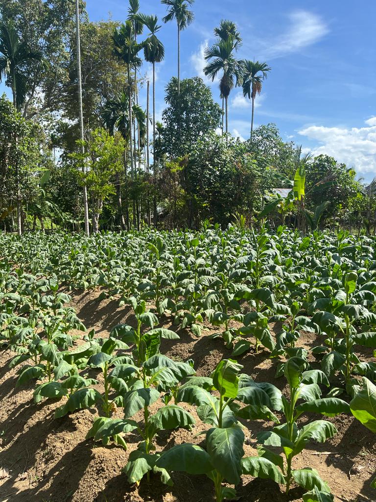 PRODUK LOKAL GAMPONG DABOIH (TEMBAKAU)